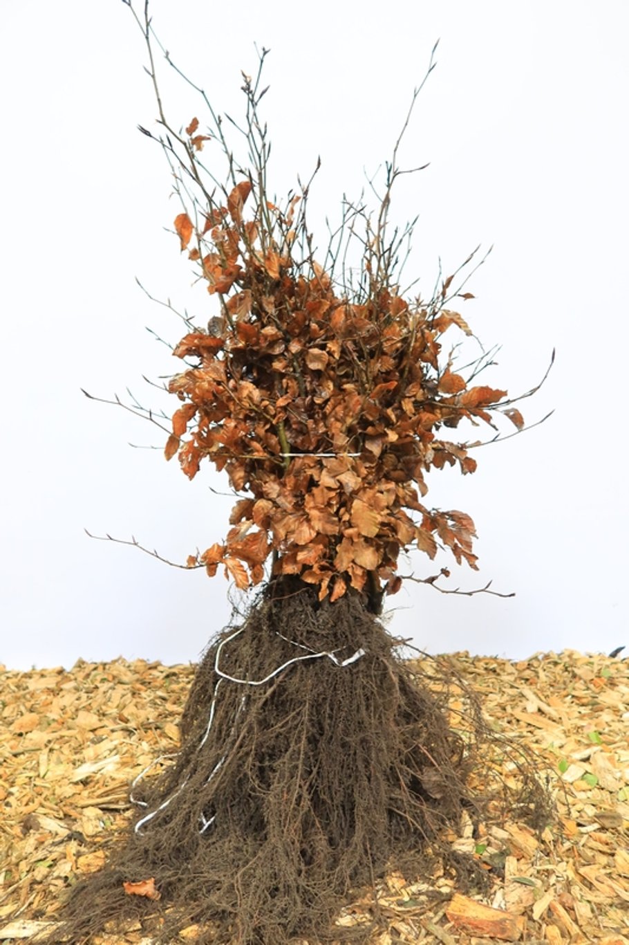 Fagus sylvatica - 30-50 CM bare root 1/2